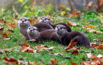 Lontra in Francia e Giappone