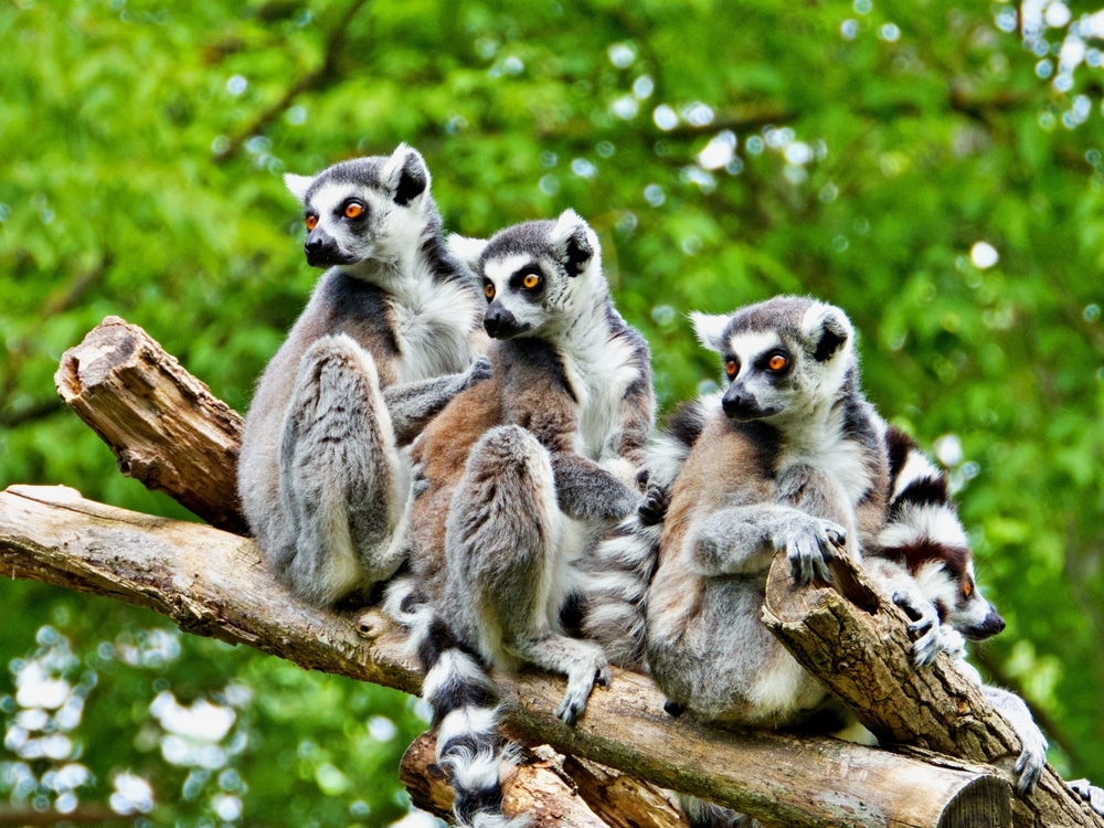 Quattro lemuri siedono sui rami, ognuno guarda altrove.