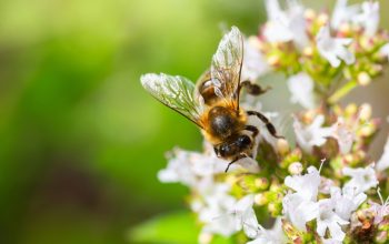 Api e biodiversità