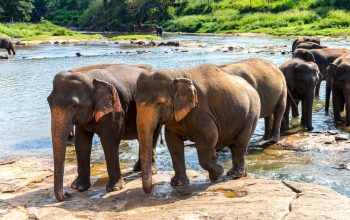 Animal Culture Database