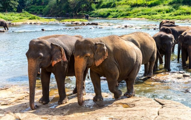 Animal Culture Database