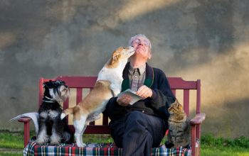 Pet therapy