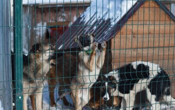 Cani rubati