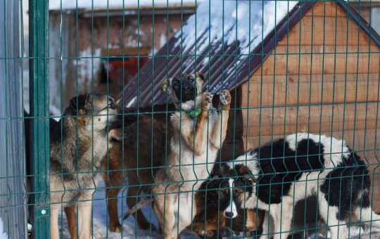 Cani rubati