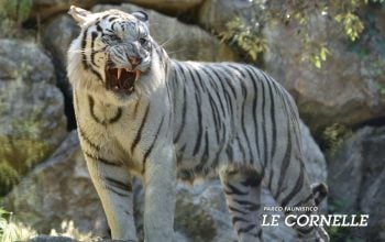 Parco delle Cornelle - Tigre bianca