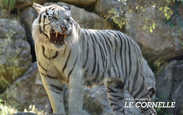 Parco delle Cornelle - Tigre bianca
