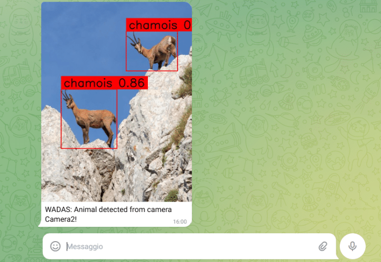 Due camosci su rocce nel Parco Nazionale d'Abruzzo, cielo in alto.