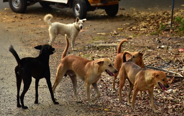 Cani randagi India