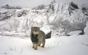 Gatto di Pallas
