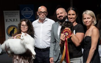 Gatti più belli del mondo