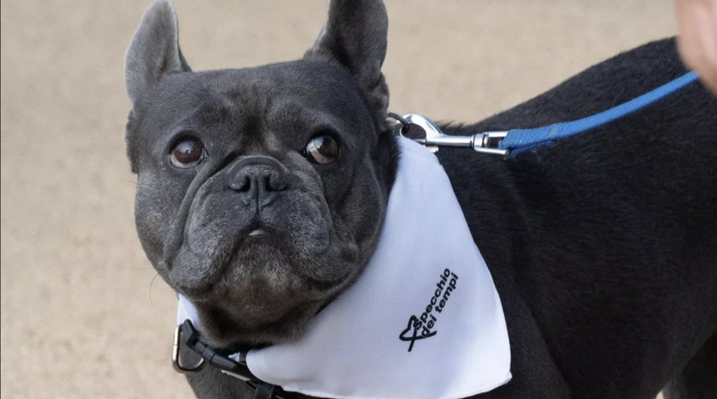 Bulldog francese nero di Torino indossa una bandana con logo al guinzaglio e si mette in posa.