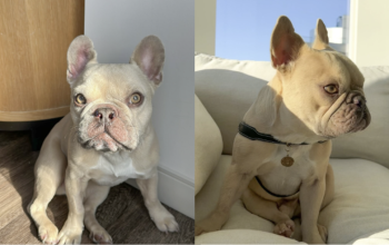 Kygo bulldog francese