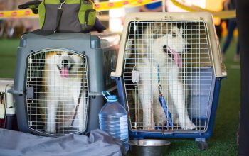 Trasporto dei cani di taglia grande sugli aerei