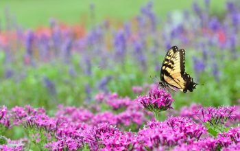 Zoo Life Pollinator