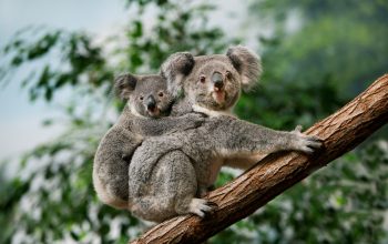 Vaccino per proteggere i koala