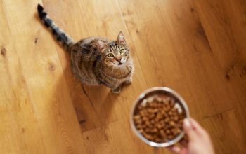Pet food