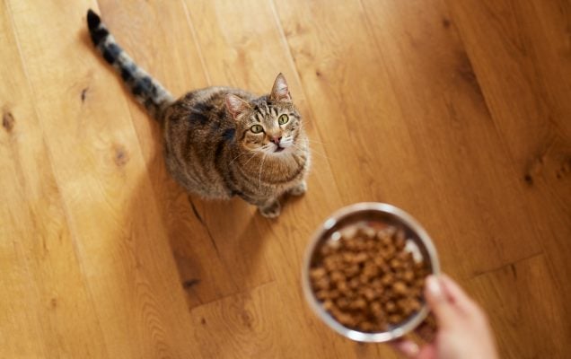 Pet food