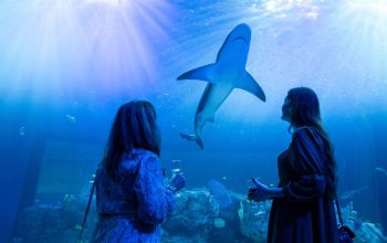 Mote Aquarium