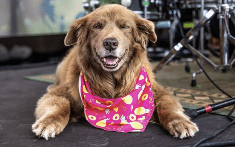 Cocoa the tour dog