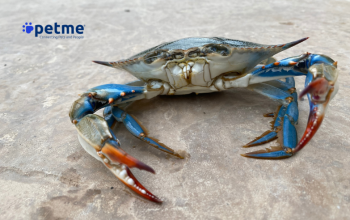 Granchio blu