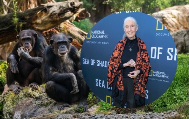 Jane Goodall