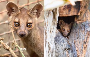 Cuccioli di fossa