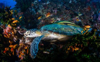 Tartaruga verde tra coralli e pesci arancioni sott'acqua.