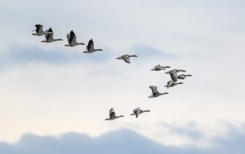 Migrazione uccelli
