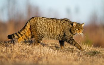 Gatto selvatico