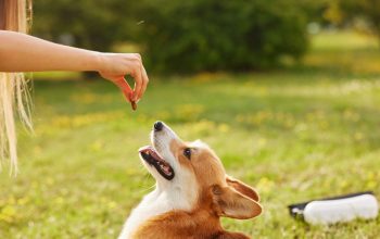 Il cucciolo e i bisogni fuori casa