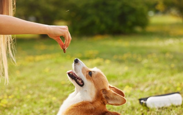 Il cucciolo e i bisogni fuori casa