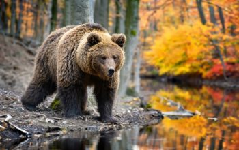 Perché oggi si festeggia la giornata mondiale degli animali