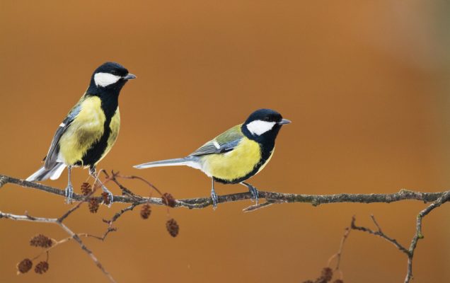 Due giovani cinciallegre appollaiate su un ramo spoglio, dietro di loro una macchia arancione.