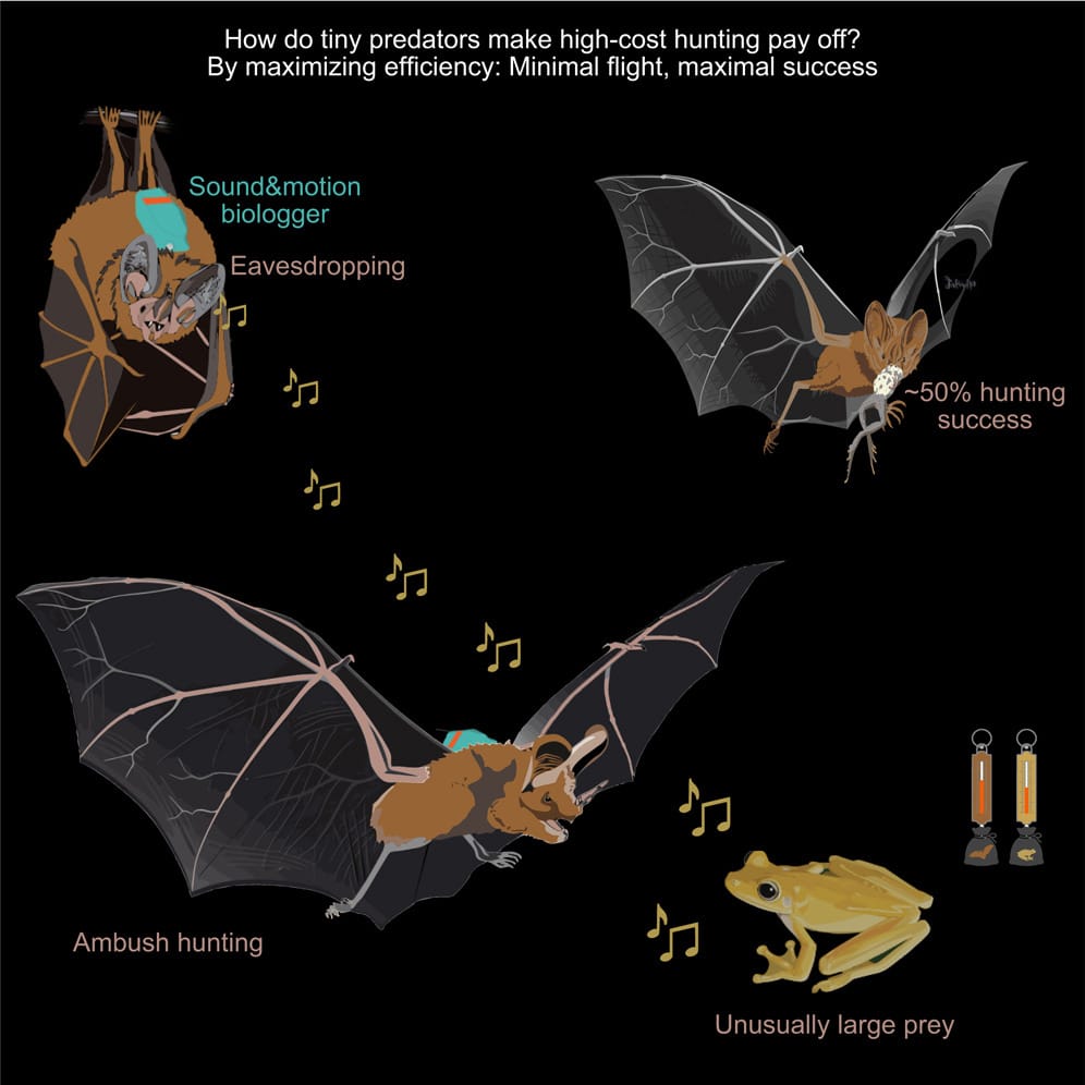 I pipistrelli cacciano origliando, tendendo agguati e inseguendo grandi prede.