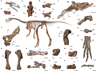 Ossa fossili di dinosauro etichettate attorno a un diagramma centrale dello scheletro.