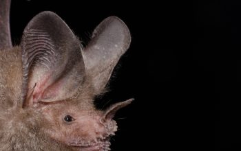Pipistrello dalle labbra sfrangiate