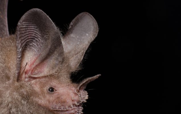 Pipistrello dalle labbra sfrangiate