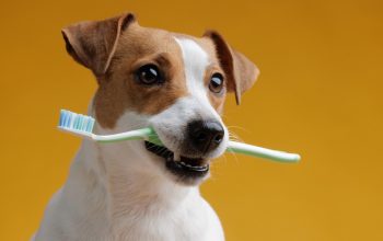 Igiene orale del cane
