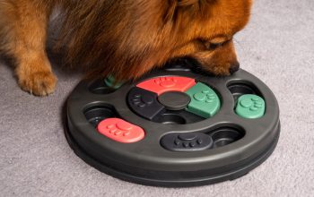 Giochi di intelligenza per cani