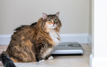 Obesità animali domestici