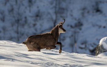 Camoscio invernale corre sulla neve tra alberi e rocce sfocate.