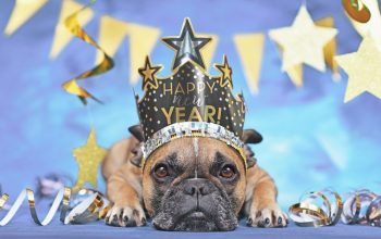 Bulldog francese marrone con corona di Capodanno, superficie blu, stelle dorate.