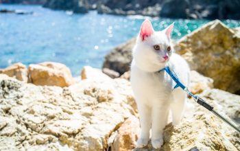 Gatto bianco al guinzaglio su scogli in riva al mare, scogliere e acqua blu alle spalle.