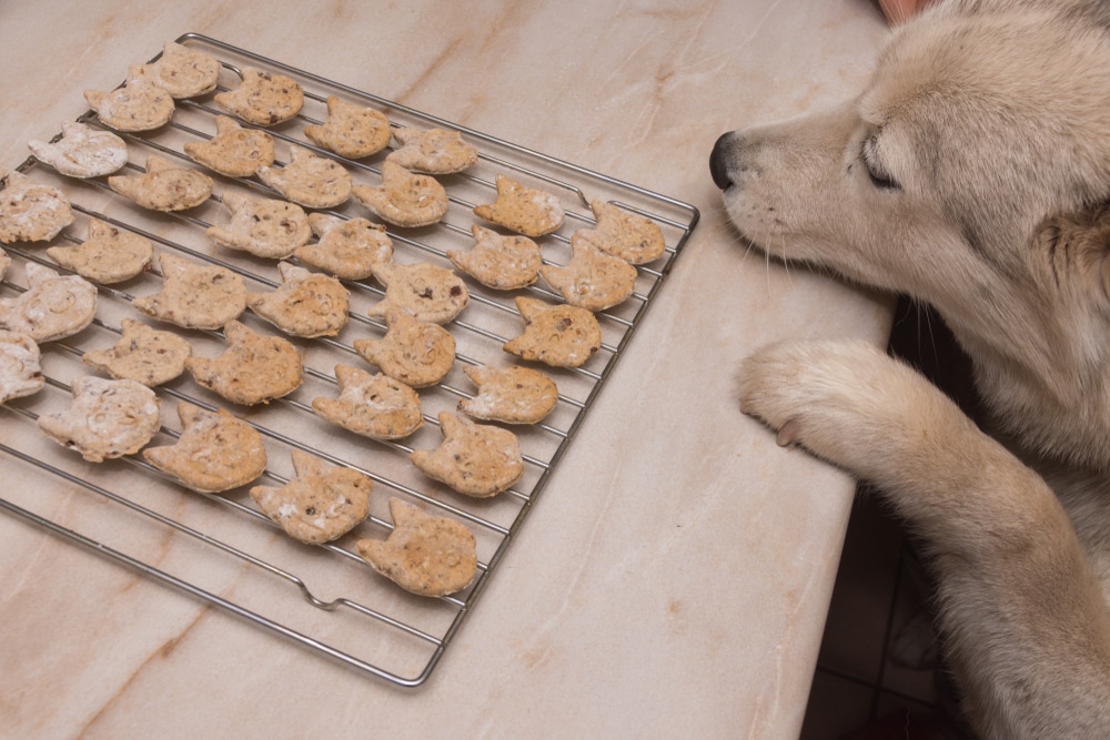 Biscotti a forma di cane e gatto che si raffreddano sul bancone della cucina.
