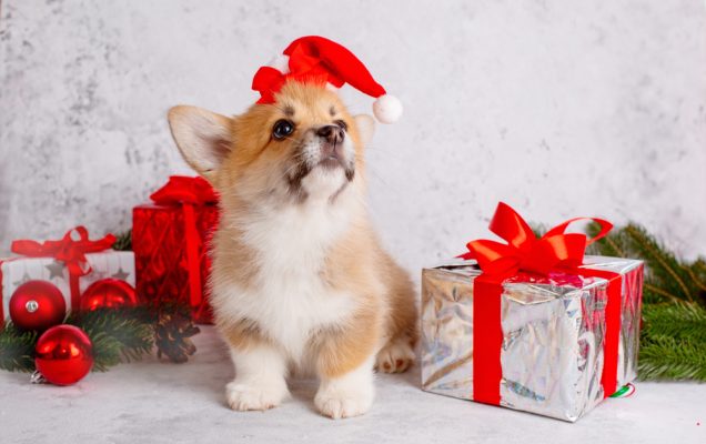 Corgi cucciolo con berretto di Natale tra regali e ornamenti.