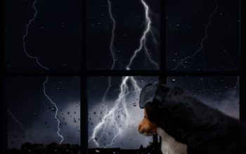 Come gestire la paura dei temporali del proprio cane