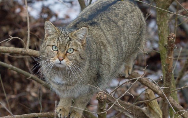 Gatto selvatico con occhi verdi si trova su rami innevati e frondosi in un bosco.
