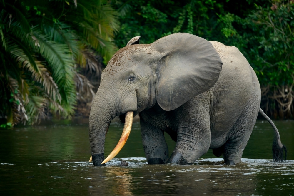 Elefante africano con grandi zanne in piedi nell'acqua, sfondo verde.