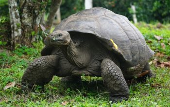 Gli animali che sfidano il tempo
