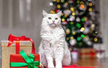 Natale a quattro zampe